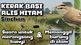 Download lagu Download MP3 suara PIKAT burung KERAK BASI ALIS HITAM/SINCHAN paling sempurna!! mp3 Download lagu Download MP3 suara PIKAT burung KERAK BASI ALIS HITAM/SINCHAN paling sempurna!! mp3