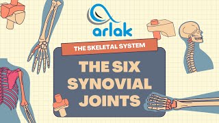 The Six Synovial Joints | The most common and movable type of joint in the human body | Arlak