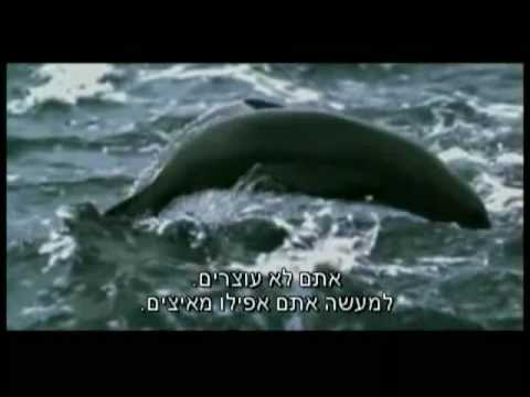 אנחנו כולנו אחד - סרטון עוצר נשימה!