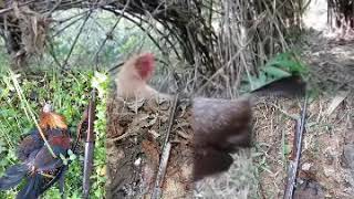 Download lagu Suab qaib seev tuaj zoo tiag tiag nawj lub suab no na tua tau coob heev mp3