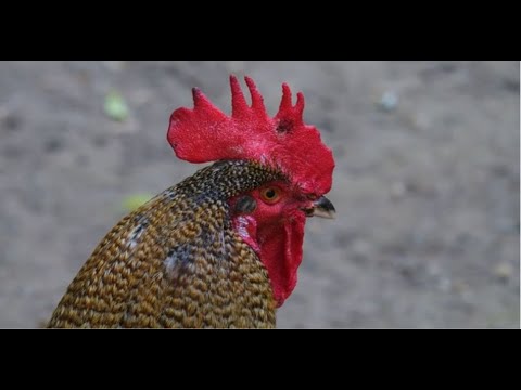 🐔 Ultimate Guide to Egg-Laying Chickens: Breeds, Eggs, & Hatching Tips! 🥚