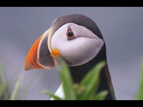 download lagu mp3 mp4 Pictures Of Newfoundland Birds, download lagu Pictures Of Newfoundland Birds gratis, unduh video klip Pictures Of Newfoundland Birds