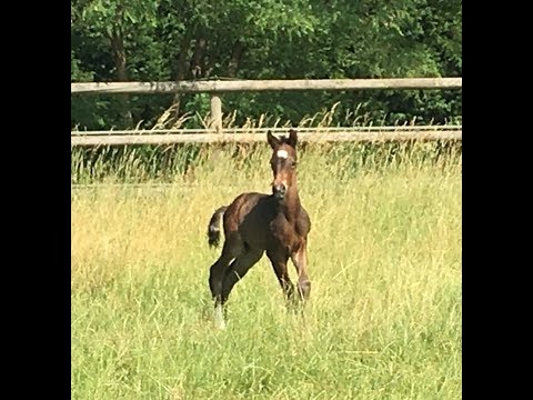 -sold- Quadriga : Colt 2018 by Le Vivaldi/Don Cismo first time on the gras field