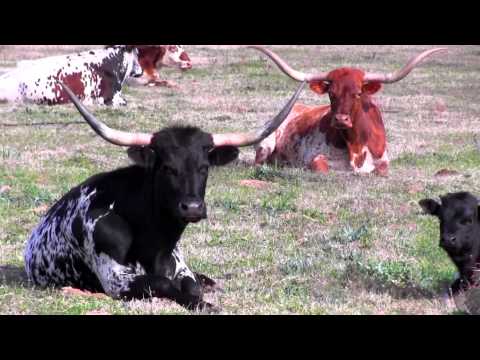 NEW Bastrop County Audubon Society Field Trip March 2014