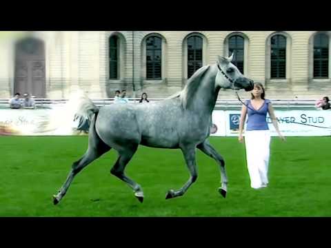 Breeders' European Championship in Chantilly
