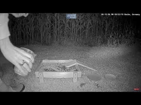 2019 09 22 Recke Germany Feedercam ~ Fresh Goodies