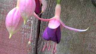 Combining all of the fuchsia titles