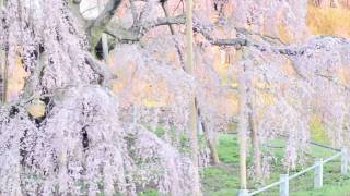 preview picture of video '福島　春　滝桜　the spring of fukushima, Japan (EOS Kiss X4{Rebel T2i })'