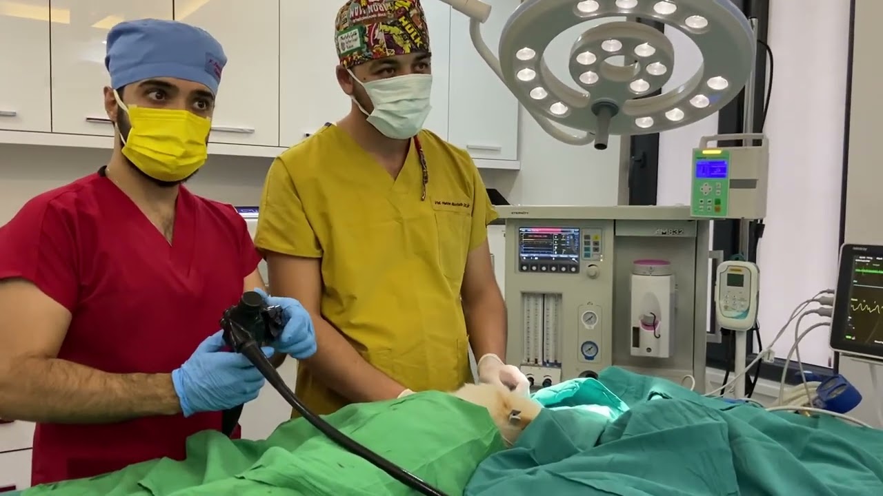 Köpek mide Endoskopisi