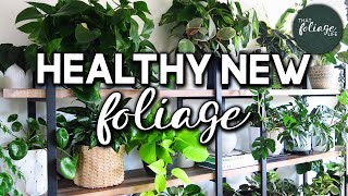 Tips for Growing Healthy New Leaves on Your Indoor Plants
