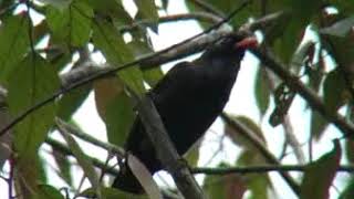 Download lagu Burung Poksay Hitam Sumatera/ Poksay Rembo (Garullax lugubris) mp3