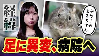 【大事なお知らせ】デグーのまるちゃんの足に異変がありました