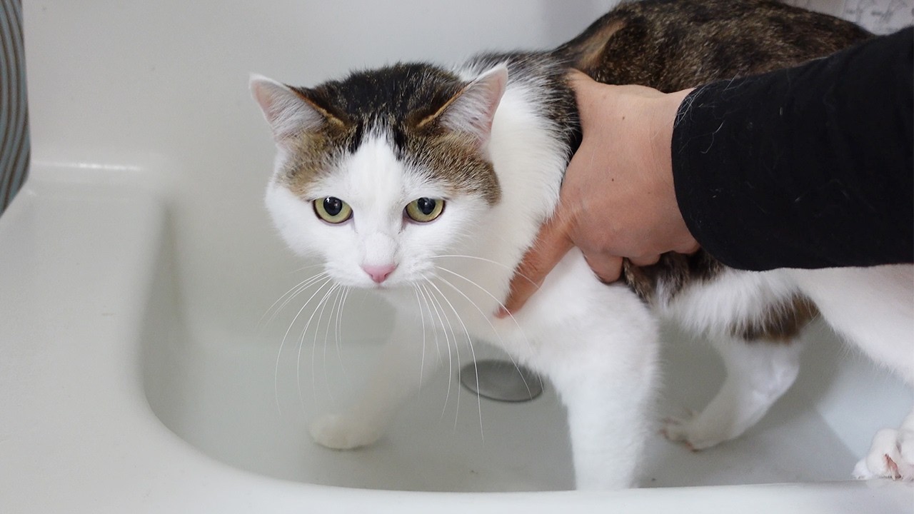 泥んこの足を洗われるみり。-Miri's muddy feet are washed.-