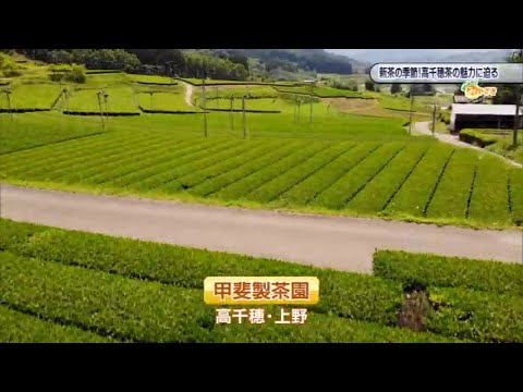 2023年5月27日(土)放送 「新茶の季節♪高千穂茶の魅力に迫る」
