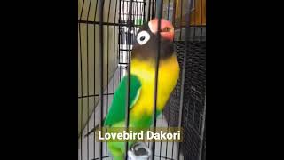 Download lagu pancingan suara lovebird ngekek panjang #lovebirds #lovebirdchannel #burung mp3