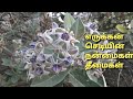 எருக்கன் செடியின் பயன்கள் நன்மைகள் த