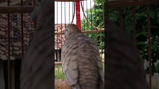 Download lagu Burung tekukur lokal punya suara topcer yang jernih untuk umpan yang langsung bereaksi #shorts mp3 Download lagu Burung tekukur lokal punya suara topcer yang jernih untuk umpan yang langsung bereaksi #shorts mp3