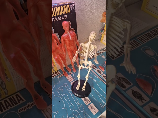 Vídeo relacionado con Juego de 30 colgantes de estilo antiguo mixto con diseño de esqueleto y corazón (plata)
