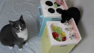 Cat and Kitten Wash the Dishes