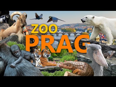 Zoo Prag - Einer der besten Zoos der Welt? | Zoo-Eindruck