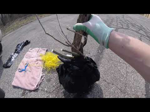 Collecting Spring '19: Northern Red Oak - Great Lakes Bonsai