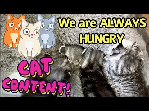 Why baby kittens eat a lot? / Почему котята кушают много ?  | Scottish Fold | Scottish Straight |