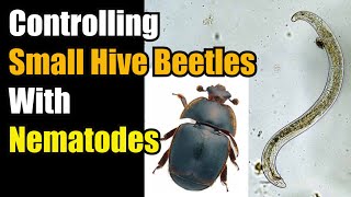 Controlling Small Hive Beetles With Beneficial Nematodes (With Link To Purchase)