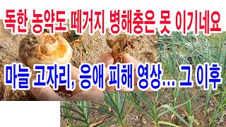 독한 농약도 떼거지 병해충은 못 이기네요. 마늘 고자리파리, 뿌리응애 피해 영상 그 이후(마늘 재배, 마늘 …