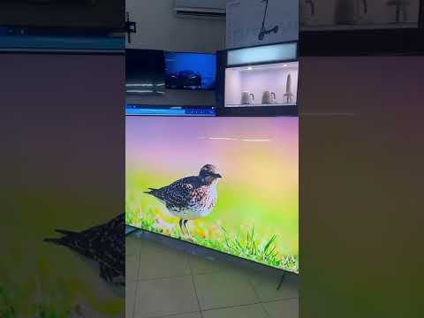 Телевізор Samsung QE100QN80F