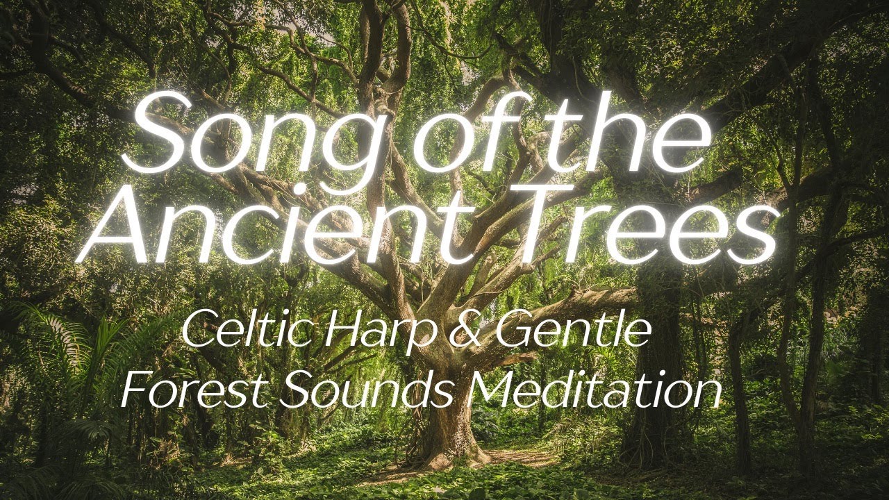 Song of the Ancient Trees Harp Meditation with Gentle Forest Sounds