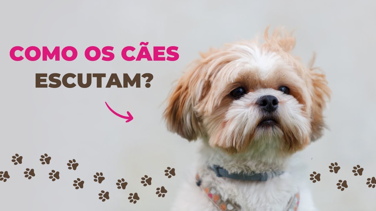 CANINE HEARING: how do dogs hear?