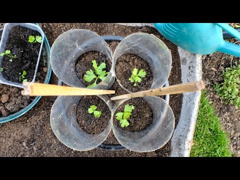 download lagu mp3 mp4 Celery Victoria, download lagu Celery Victoria gratis, unduh video klip Celery Victoria