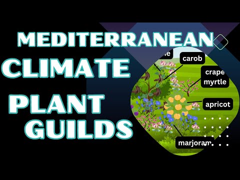 Permaculture Food Forest Tree Guilds in Mediterranean Climate