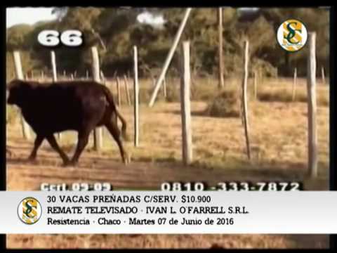 07-06-16 - VENTA DE VIENTRES - REMATE TELEVISADO IVAN L. O FARRELL - RESISTENCIA, CHACO