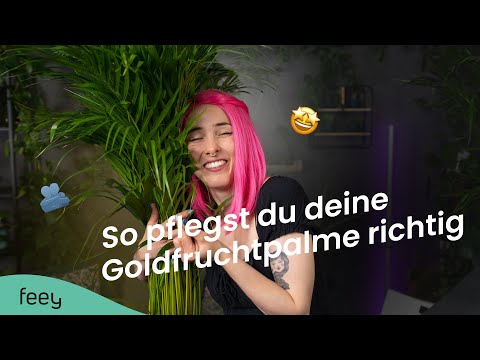 How to properly care for an areca palm (Dypsis) – the complete guide 🌱 | feey Plant Encyclopedia