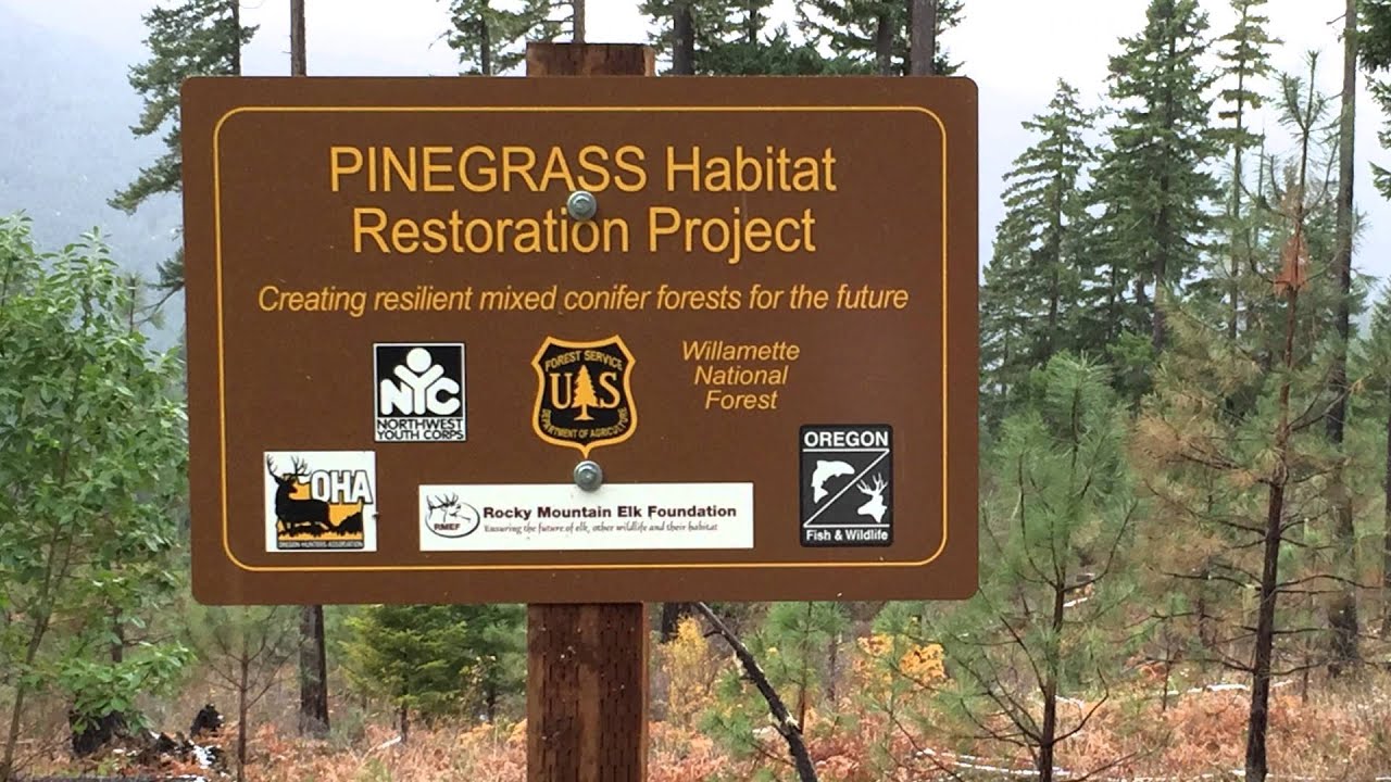 Freeing the Pines - Creating Resilient Forests for the Future
