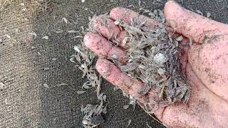 Download lagu the easiest way to find sea ants // yutuk mp3