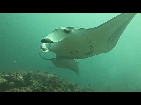 Maldives Shark Week with Marine Biologist Elke Bojanowski