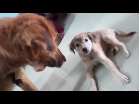 My new girl puppy chitu