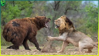 Wild Animals Fighting Watch HD Mp4 Videos Download Free Wild Animals Fighting Watch HD Mp4 Videos Download Free