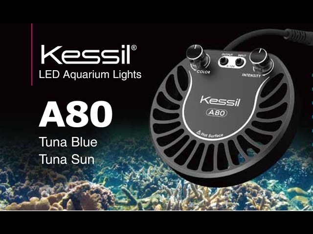 Kessil's new A80 Nano Reef Tank Light and A2000 Multichip Public Aquarium Light 4K Video