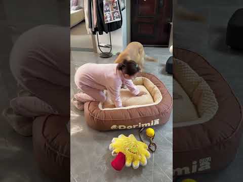 Tommy ka New Bed 🛏️🤯🐕
