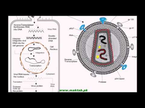 FSc Biology Book1, CH 5, LEC 9: Acquired Immune Deficiency Syndrome -HIV