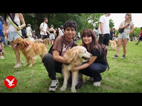 Huge golden retriever meet-up set to break world record - YouTube