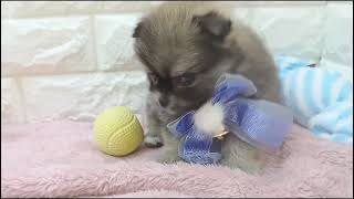ハーフ犬の動画01