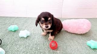 ハーフ犬の動画01