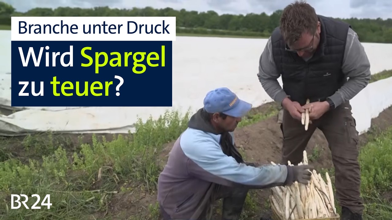 Höhere Lohnkosten, teurerer Sprit - wird fränkischer Spargel zu Wohlstandsgemüse? | BR24