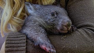Orphan Wombat Preparing for the Wild | BBC Earth