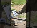 This Elephant Was Bullied So He Painted His Feelings ️ Shorts