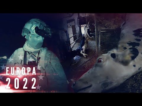 AUFGEDECKT: Das dunkle Geheimnis der Milchbetriebe - Mission: MILCH | Robert Marc Lehmann